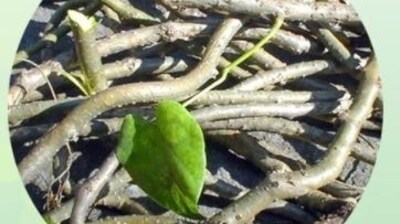 She concluded, “Ayurvedic herbs such as Giloy, Ashwagandha, Mulethi, etc can also be used under the guidance of an experienced Ayurvedacharya to help manage the condition of the patient.”&nbsp; (File Photo)