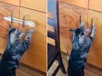 The image shows a cat trying to open a cabinet. 