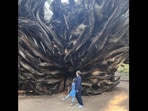 Mark Zuckerberg with his daughter in front of a giant sequoia tree. Mark Zuckerberg with his daughter in front of a giant sequoia tree.