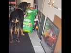 The image shows a dog eating kibble from a bag. 