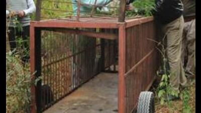 Forest department officials have put up two cages to catch a leopard that strayed into residential areas on the outskirts of Bengaluru. (HT Archives) Forest department officials have put up two cages to catch a leopard that strayed into residential areas on the outskirts of Bengaluru. (HT Archives)