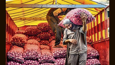 From April to August this year, the onion rate was lower than its production costs. (HT PHOTO) From April to August this year, the onion rate was lower than its production costs. (HT PHOTO)