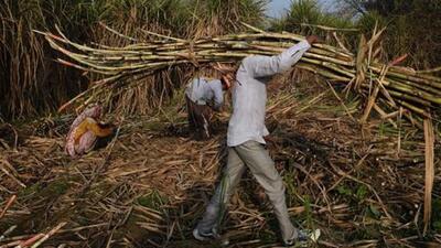 Haryana to increase sugarcane prices shortly: Dalal (AFP)