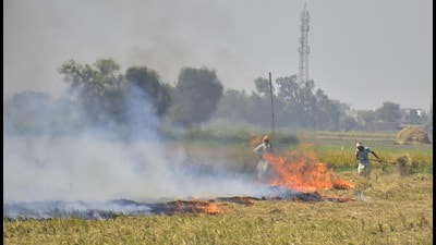 Over 400% surge in Haryana farm fires in a day (HT File)
