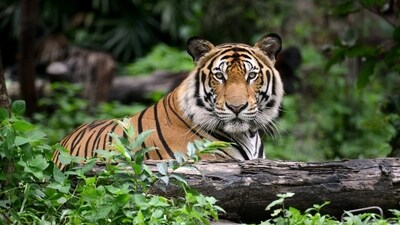 The art exhibition will showcase the unique relationship between tribal communities and other forest dwellers residing around India's tiger reserves and their deep-rooted connection with the forest and wildlife. (Shutterstock) The art exhibition will showcase the unique relationship between tribal communities and other forest dwellers residing around India's tiger reserves and their deep-rooted connection with the forest and wildlife. (Shutterstock)
