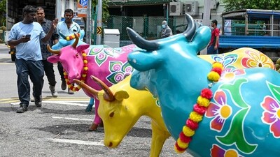 People walk by statues of oxen displayed outside a market at Little India district in Singapore, ahead of Hindu festive celebration of Diwali, locally known as Deepavali. Singapore witnesses a surge in Indian tourist arrivals (Photo by Roslan RAHMAN / AFP) People walk by statues of oxen displayed outside a market at Little India district in Singapore, ahead of Hindu festive celebration of Diwali, locally known as Deepavali. Singapore witnesses a surge in Indian tourist arrivals (Photo by Roslan RAHMAN / AFP)