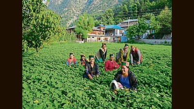 State agriculture minister Chander Kumar said the government employees will be transferred to other departments and the outsourced staffers will be terminated (HT Photo) State agriculture minister Chander Kumar said the government employees will be transferred to other departments and the outsourced staffers will be terminated (HT Photo)