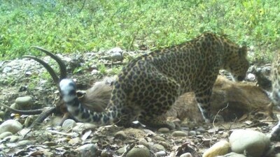 Leopard spotted near Bengaluru's Electronic City, forest officials on high alert (pic for representation) Leopard spotted near Bengaluru's Electronic City, forest officials on high alert (pic for representation)