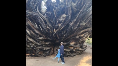Mark Zuckerberg with his daughter in front of a giant sequoia tree. (Instagram/@zuck) Mark Zuckerberg with his daughter in front of a giant sequoia tree. (Instagram/@zuck)