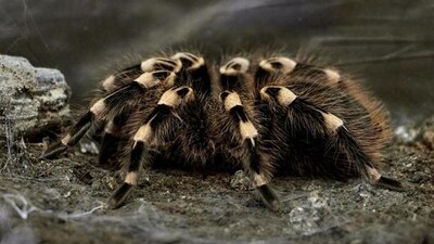 A Tarantula (UNSPLASH) A Tarantula (UNSPLASH)