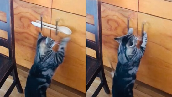The image shows a cat trying to open a cabinet. (Sreengrab)
