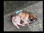 Snapshot of the ill dog. Snapshot of the ill dog.