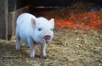 Pig