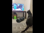 The image shows a cat watching Friends on TV. 