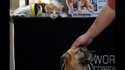 Beginning October, it’s the breeding season for cats during which time female cats emanate a unique odour, attracting male cats and even dogs. (REPRESENTATIVE PIC) Beginning October, it’s the breeding season for cats during which time female cats emanate a unique odour, attracting male cats and even dogs. (REPRESENTATIVE PIC)