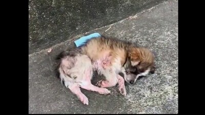 Snapshot of the ill dog. (X/@buitengebieden) Snapshot of the ill dog. (X/@buitengebieden)