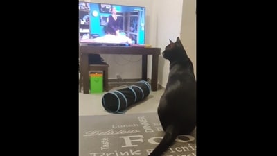 The image shows a cat watching Friends on TV. (Reddit/@HaruAndTheCandleVOID) The image shows a cat watching Friends on TV. (Reddit/@HaruAndTheCandleVOID)