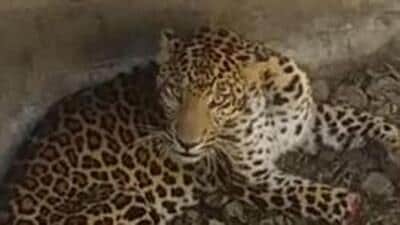 State forest department advises locals to excise caution after a leopard was spotted in Kudlu Gate in Whitefield. (HT Archive) State forest department advises locals to excise caution after a leopard was spotted in Kudlu Gate in Whitefield. (HT Archive)