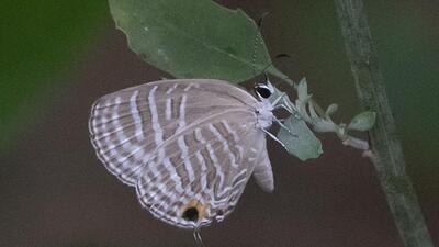 The common cerulean (Jamides celeno) was spotted in the National Capital Territory (NCR) during a month-long survey held in September. (Rajesh Chaudhary) The common cerulean (Jamides celeno) was spotted in the National Capital Territory (NCR) during a month-long survey held in September. (Rajesh Chaudhary)
