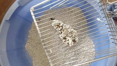 Amazon Sale is offering attractive discounts on cat litters, trays and deodorisers; check them out. Amazon Sale is offering attractive discounts on cat litters, trays and deodorisers; check them out.