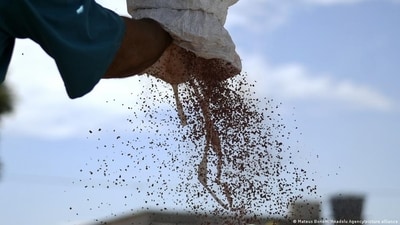 A study suggests that fertilizer for soybeans in Brazil could be linked to child cancer deaths. (DW) A study suggests that fertilizer for soybeans in Brazil could be linked to child cancer deaths. (DW)