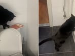 The image shows a cat flushing a toilet. 