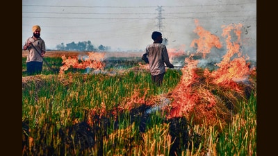 Farmers burn straw stubble after a harvest in a paddy field, on the outskirts of Jalandhar. (AFP) Farmers burn straw stubble after a harvest in a paddy field, on the outskirts of Jalandhar. (AFP)
