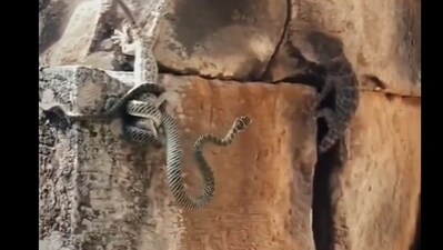 Snapshot of the lizard and the snake. Snapshot of the lizard and the snake.