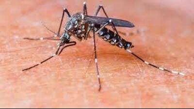 Ludhiana reports 24 new cases, two suspected dengue deaths. (HT FILE)