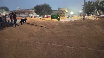 Paddy crop at a grain market in Bathinda. (Sanjeev Kumar/HT)