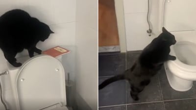 The image shows a cat flushing a toilet. (Reddit/@Jordens21) The image shows a cat flushing a toilet. (Reddit/@Jordens21)