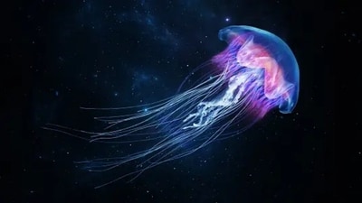 World Jellyfish Day 2023: Date, history and significance (Unsplash)