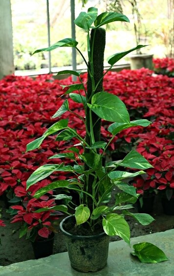 Money plant is currently available at Sunder Nursery, Masjid Nursery and Kirti Nursery. (Photo: Jasjeet Plaha/HT) Money plant is currently available at Sunder Nursery, Masjid Nursery and Kirti Nursery. (Photo: Jasjeet Plaha/HT)
