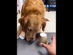 Snapshot of the dog playing the quiz. 