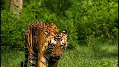 Forest officials in the Mysuru division and Bandipur Tiger Reserve launched a joint combing operation on Thursday to capture the tiger that has been attacking humans in the Hediyala forest range in Nanjanagudu taluk, Mysuru district. (HT Archives (For representation)) Forest officials in the Mysuru division and Bandipur Tiger Reserve launched a joint combing operation on Thursday to capture the tiger that has been attacking humans in the Hediyala forest range in Nanjanagudu taluk, Mysuru district. (HT Archives (For representation))