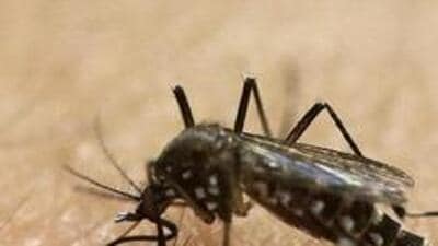 The Zika virus was initially found in Aedes aegypti mosquitoes, following the examination of samples from six different water bodies in Chikkaballapura in late August. (AP) The Zika virus was initially found in Aedes aegypti mosquitoes, following the examination of samples from six different water bodies in Chikkaballapura in late August. (AP)