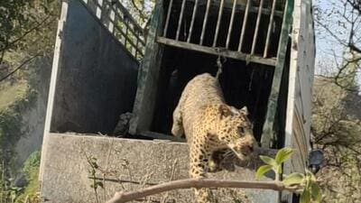 The forest department places leopard cages in villages and other dense forest areas when they receive calls about leopard sightings. (HT Archive) The forest department places leopard cages in villages and other dense forest areas when they receive calls about leopard sightings. (HT Archive)