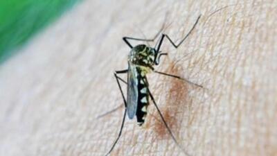 The virus was initially found in Aedes aegypti mosquitoes following the examination of samples from six different water bodies in Chikkaballapura in late August (Representative Photo) The virus was initially found in Aedes aegypti mosquitoes following the examination of samples from six different water bodies in Chikkaballapura in late August (Representative Photo)