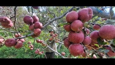 Unusually warm winters and a haphazard rain pattern have brought down Himachal’s apple production this year. Only about 1.77 crore apple boxes have reached the markets this year as compared to 3.36 crore boxes last year, data from the state agriculture department revealed. (HT Photo) Unusually warm winters and a haphazard rain pattern have brought down Himachal’s apple production this year. Only about 1.77 crore apple boxes have reached the markets this year as compared to 3.36 crore boxes last year, data from the state agriculture department revealed. (HT Photo)