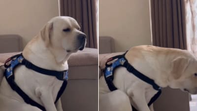 The image shows a sulking dog. (Instagram/@joeythepawsome) The image shows a sulking dog. (Instagram/@joeythepawsome)