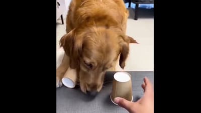 Snapshot of the dog playing the quiz. Snapshot of the dog playing the quiz.