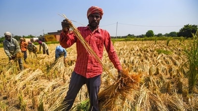 A farm worker seen harvesting wheat crop in a field in Kurukshetra on September 29. (Amal KS/HT PHOTO) A farm worker seen harvesting wheat crop in a field in Kurukshetra on September 29. (Amal KS/HT PHOTO)