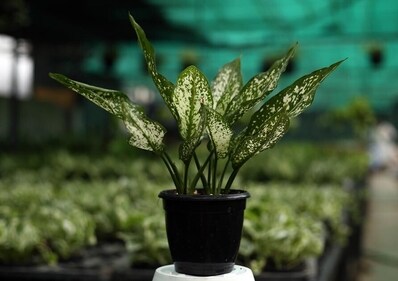 Aglaonema is currently available at Sunder Nursery, Sunder Nagar and Masjid Nursery, Pandara Road. (Photo: Jasjeet Plaha/HT) Aglaonema is currently available at Sunder Nursery, Sunder Nagar and Masjid Nursery, Pandara Road. (Photo: Jasjeet Plaha/HT)