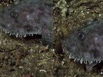 Snapshot of the scary looking monkfish. 