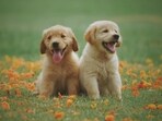 dogs