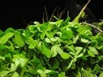 methi_leaves_1667029302951