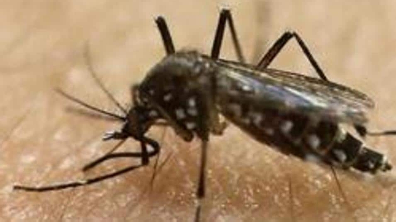 K'taka govt writes to central govt on Zika virus, says situation under control | Bengaluru - Vimarsana News