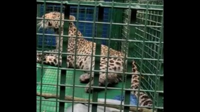 A caged leopard in Bijnor (HT File Photo)