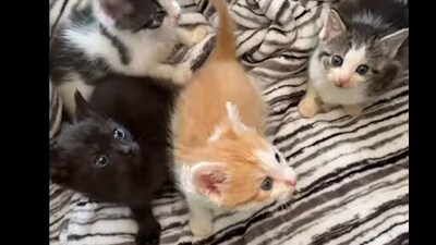 Snapshot of the cats who were rescued. (Facebook/@Eversource)