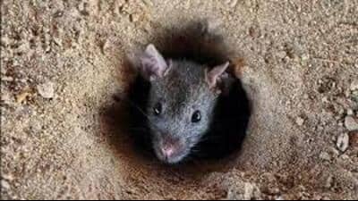 Following an appeal from People for the Ethical Treatment of Animals (PETA) India, the director general of animal husbandry and dairying, Haryana, issued a circular instructing officials concerned to comply with advisories circulated by the Animal Welfare Board of India (AWBI) against glue traps for catching rodents. (HT File)